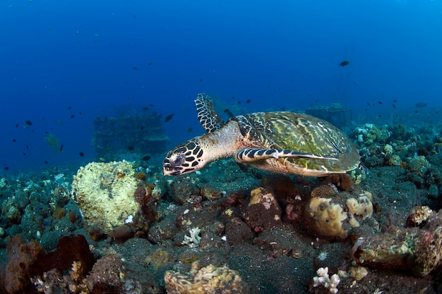 Echte Karettschildkröte Eretmochelys imbricata schwimmt ein langes Korallenriff und sucht nach Nahrung