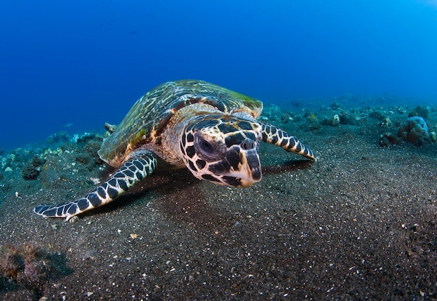 Echte Karettschildkröte Eretmochelys imbricata schwimmt ein langes Korallenriff und sucht nach Nahrung