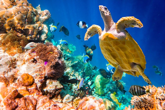 Echte Karettschildkröte - Eretmochelys imbricata schwimmt unter Wasser. Malediven Korallenriff im Indischen Ozean.
