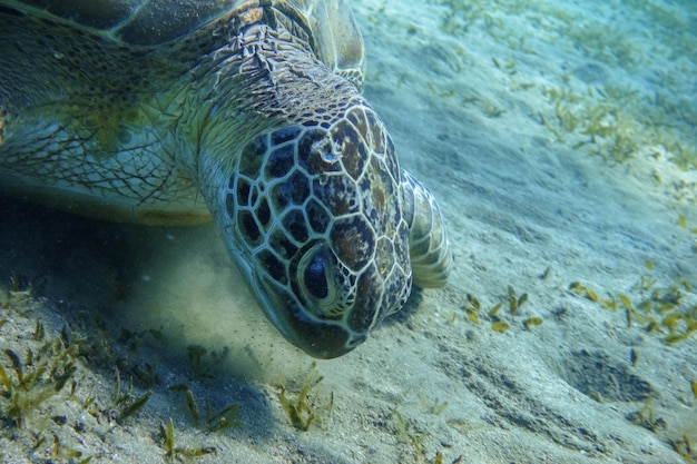 Echte Karettschildkröte frisst Seegras am Meeresgrund im ägyptischen Porträt