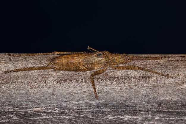 Echte Katydid-Nymphe