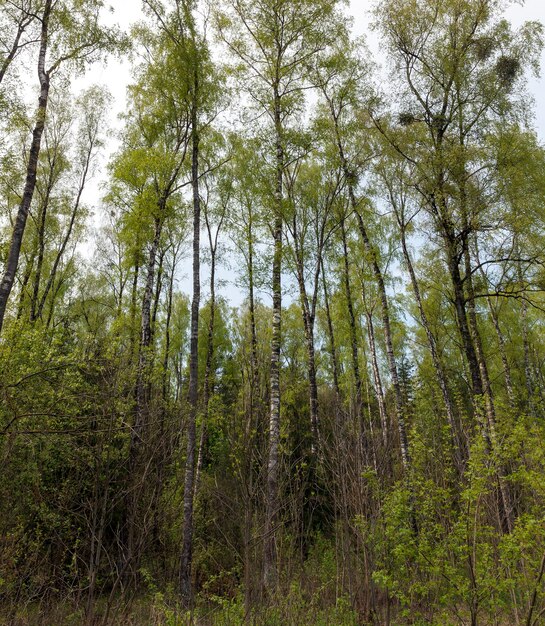 Echte Natur mit grünen Bäumen und Gras, das vom Sonnenlicht beleuchtet wird, echte Ruhe und Ablenkung in der Natur