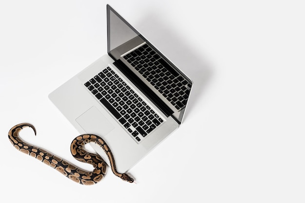 Foto echte python-schlange und laptop-computer konzept der verwendung einer höheren programmiersprache für die softwareentwicklung