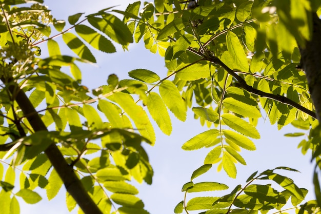 Echte verschiedene Arten von Bäumen im Sonnenlicht im Sommer oder Frühling