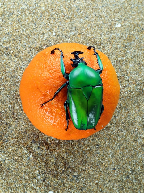 Echter grüner Blütenkäfer Dicronorrhina micans aus dem Kongo auf Orange. Cetoniidae. Coleoptera, Käfer