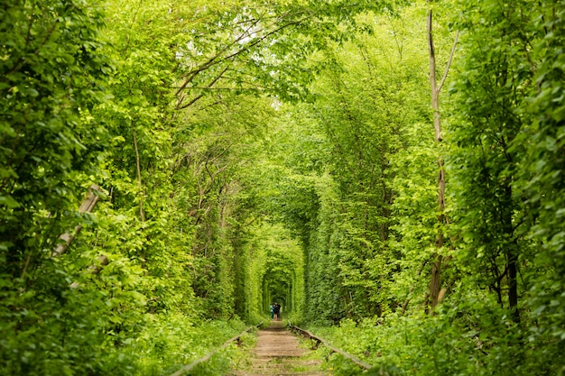 Echter Naturwunder-Liebestunnel aus Bäumen entlang der Eisenbahn Ukraine, Klevan