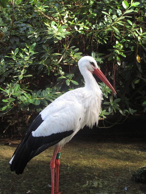 Foto echter storch