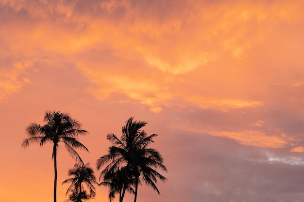 Echtes Foto Natur schöner Hintergrund Morgen gelb orange rosa Wolken Palmenkronen Silhouette