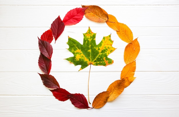 Foto echtes herbstlaub, das in einem kreis auf weißem hölzernem hintergrund liegt. saisonales foto. gelbe und grüne farben mit textur. platz kopieren. november-postkarte.