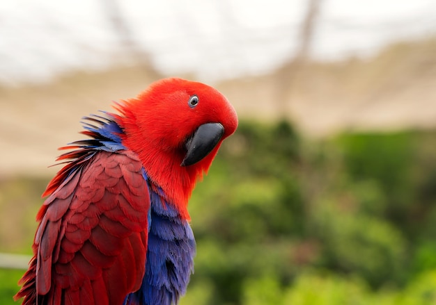 Eclectus loro o eclectus roratus retrato