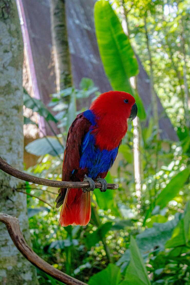 Foto eclectus molucano que chamou papagaio vermelho da ilha de maluku