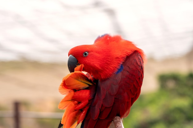 Eclectus-Papagei oder Eclectus-Roratus-Porträt