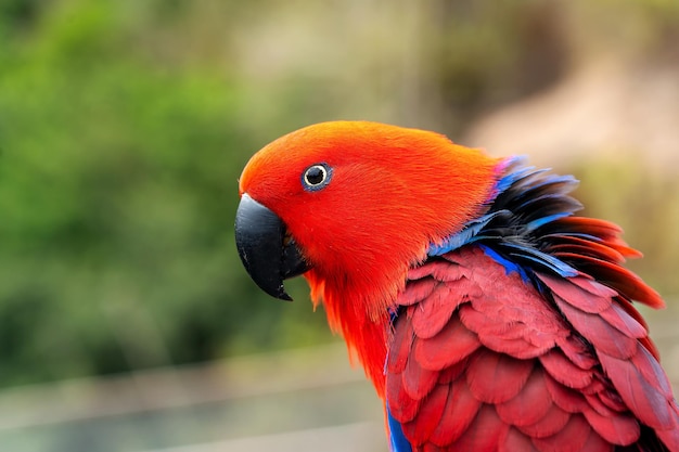 Eclectus-Papagei oder Eclectus-Roratus-Porträt