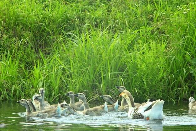 la eclosión de gansos blancos nadando en el agua