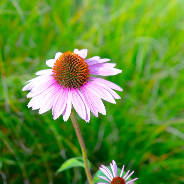 Eco Natur Pflanzenliebhaber Hintergrund Blumenästhetik Reisen Slowenien