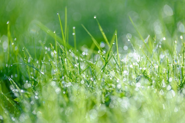 Eco Nature Background com gotas de orvalho em uma grama verde fresca com belo efeito bokeh