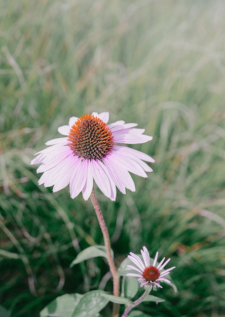 Eco, natureza, fundo de amante de plantas. Papel de parede estético de flores. Viajar por. Eslovênia