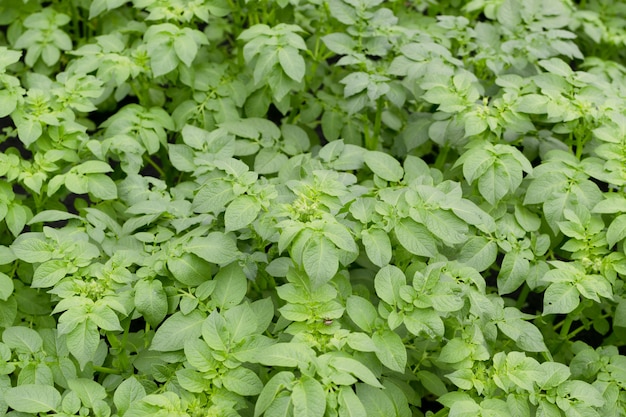 Eco plantas jóvenes de papa en el jardín de primavera