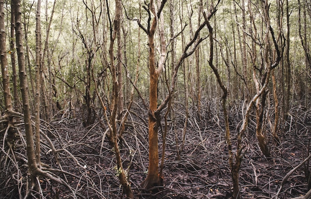 Ecología del bosque de manglar.