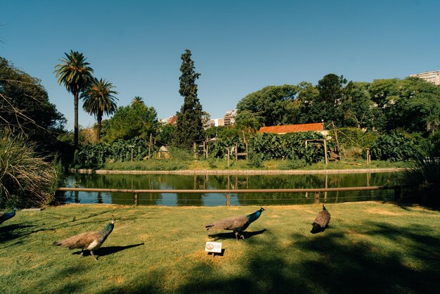 Ecopark Ciudad de Buenos Aires Argentina 6 de febrero de 2023 Obra artística de la ballena franca