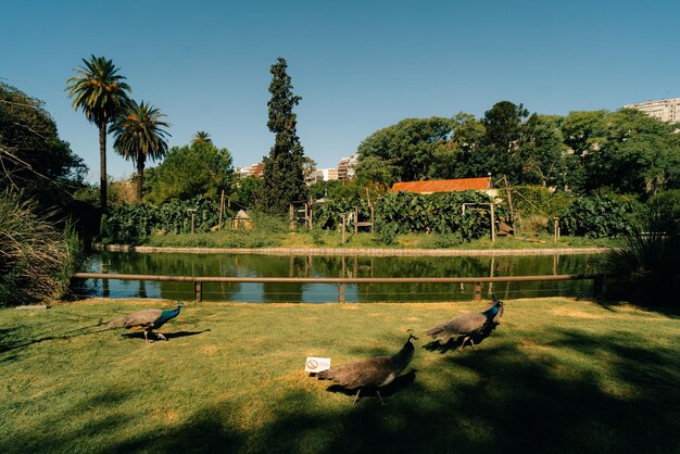 Ecopark Ciudad de Buenos Aires Argentina 6 de febrero de 2023 Obra artística de la ballena franca