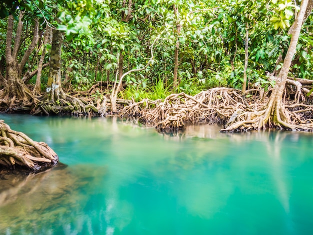 El ecosistema del bosque de manglar escénico con raíces de manglar y agua azul