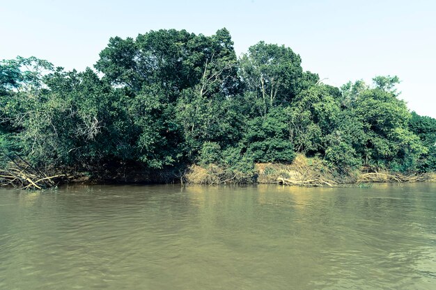 Ecosistema del bosque Pantanal Mato Grosso Brasil