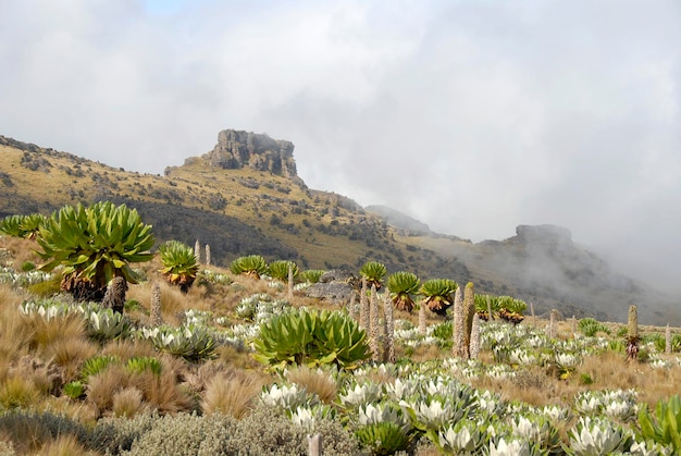 Ecosistema de Paramo