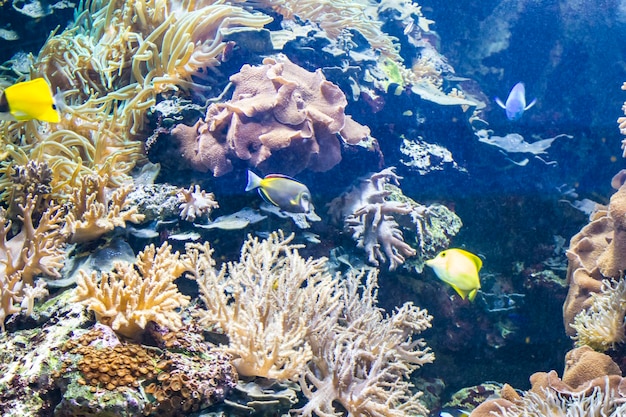 Ecosistema, fondos marinos con peces y arrecifes de coral.