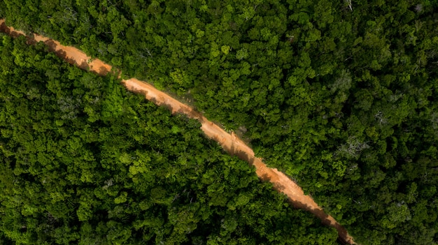 Ecossistema da vista superior aérea e conceitos e fundo do ambiente saudável, árvore da floresta da selva do clima tropical da vista aérea.