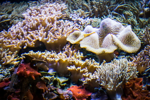 Ecossistema, fundo do mar com peixes e recifes de corais