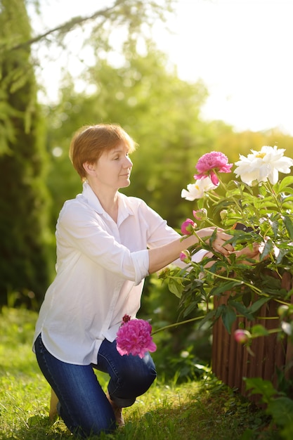 Edad media jardinera. Mujer que trabaja con secateur en jardín doméstico en el día de verano.