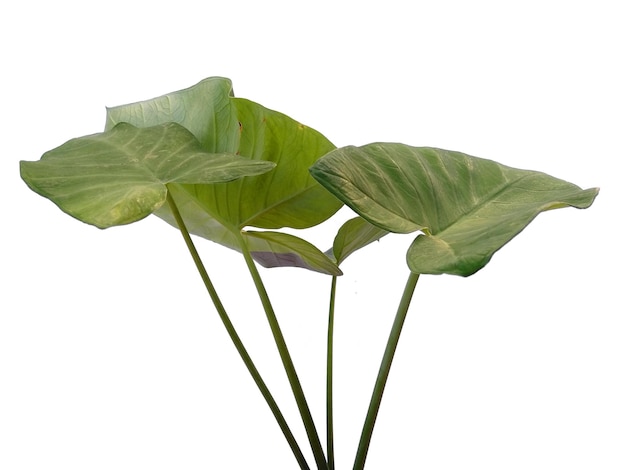 Eddoe-Blätter oder wildes Taro-Blatt auf weißem Hintergrund