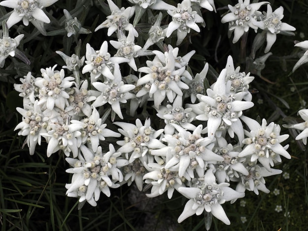 Edelweiss-Alpensternblume in Dolomiten