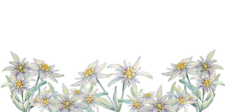 Foto edelweiss clipart de aquarela sem costura com flores brancas de edelweiss com centros amarelos vibrantes e folhas verdes para scrapbooking