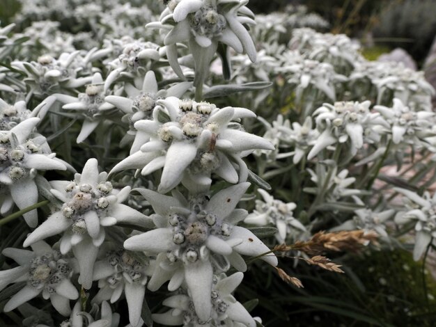 Edelweiss flor estrella alpina en dolomitas