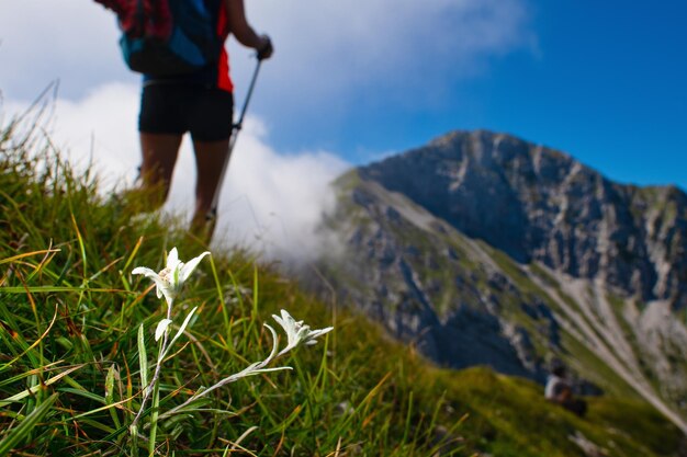 Edelweiss protegió la flor de la montaña mientras pasaba a un excursionista por el sendero