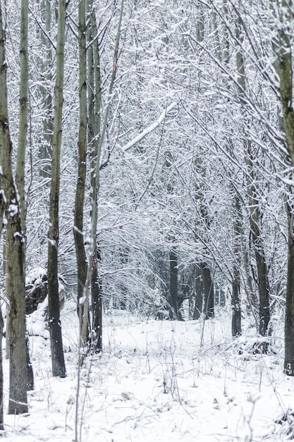 Edição de inverno de fundo natural de troncos de árvores de álamo