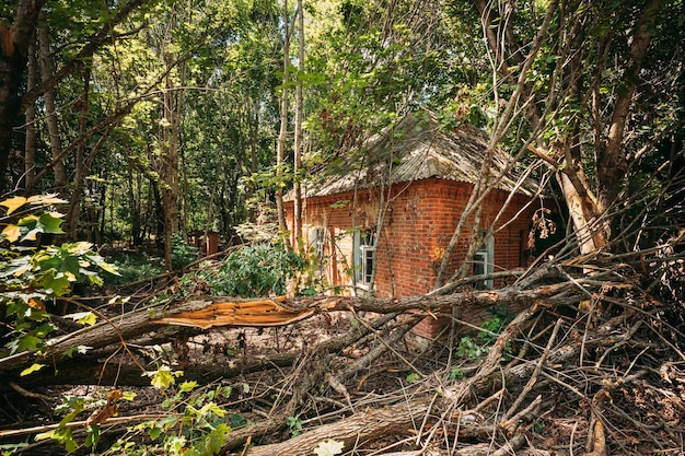Foto edifício abandonado na floresta