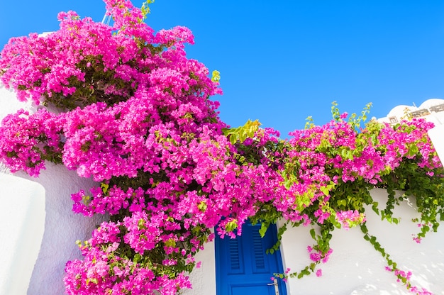 Edificio blanco con puerta azul y flores rosas. Isla de Santorini, Grecia.