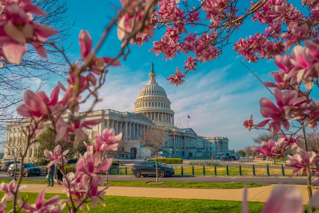 Foto edificio del capitolio cerca del árbol de magnolia en flor de primavera capitolio nacional de los estados unidos en washington, d.c.