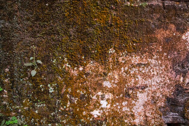 Edifício histórico Paredes antigas com musgo e líquen Fundo de textura abstrata de parede de tijolos antigos