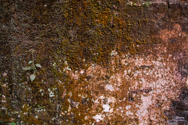 Edifício histórico Paredes antigas com musgo e líquen Fundo de textura abstrata de parede de tijolos antigos