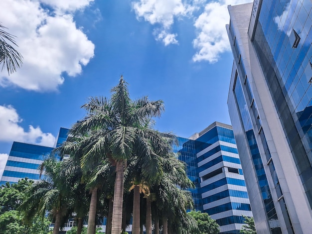 un edificio con muchas ventanas y una palmera