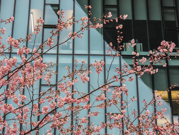 Un edificio con una pared azul y un árbol con flores rosas.