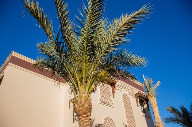 Edificios árabes con palmeras en el hotel