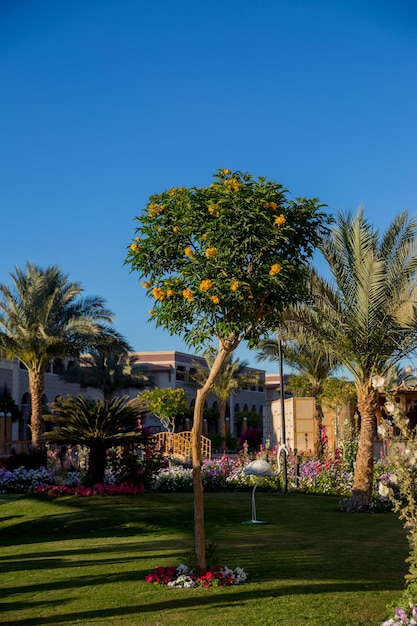 Edificios árabes con palmeras en el hotel