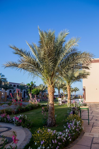 Edificios árabes con palmeras en el hotel