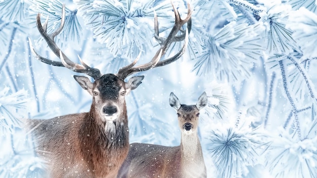 Edle Hirsche in einem fabelhaften schneebedeckten Nadelwald Winterwunderland Bannerformat