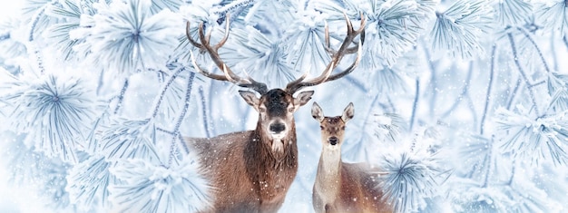 Edle Hirsche in einem fabelhaften verschneiten Wald Winterwunderland Bannerformat